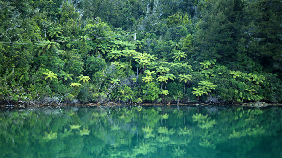 Green native bush full of ponga ferns meets the blue/green water of the Marlborough Sounds, at the top of New Zealand's South Island.